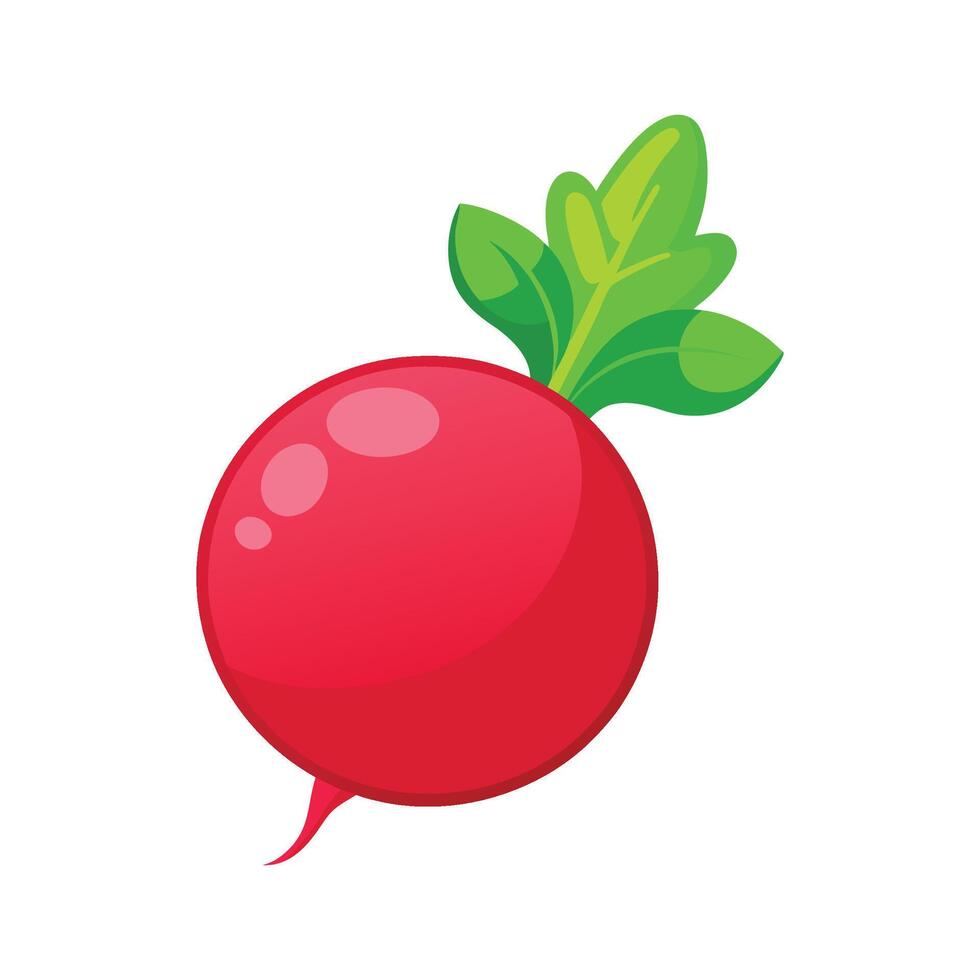Elegant Radish with Bright Red Skin vector
