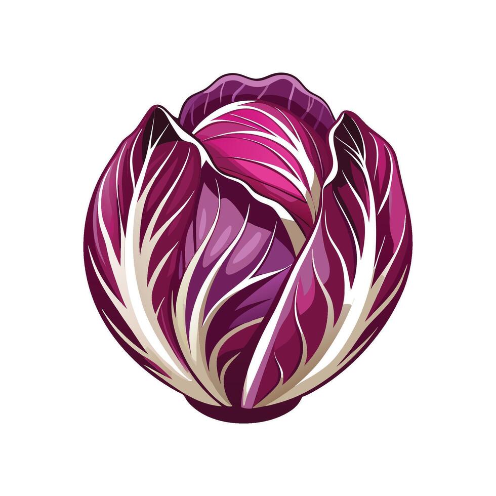 Elegant Radicchio with Purple Leaves vector