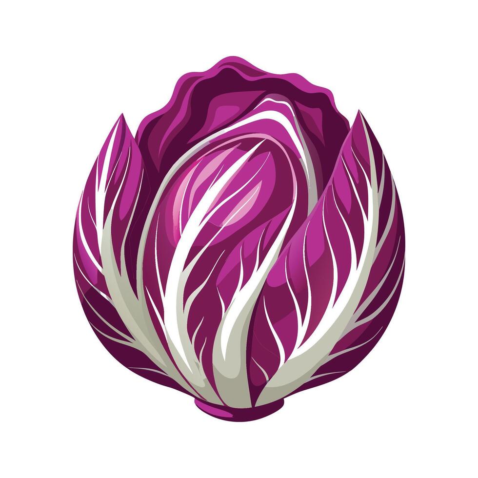 Artistic Radicchio with Purple Leaves vector