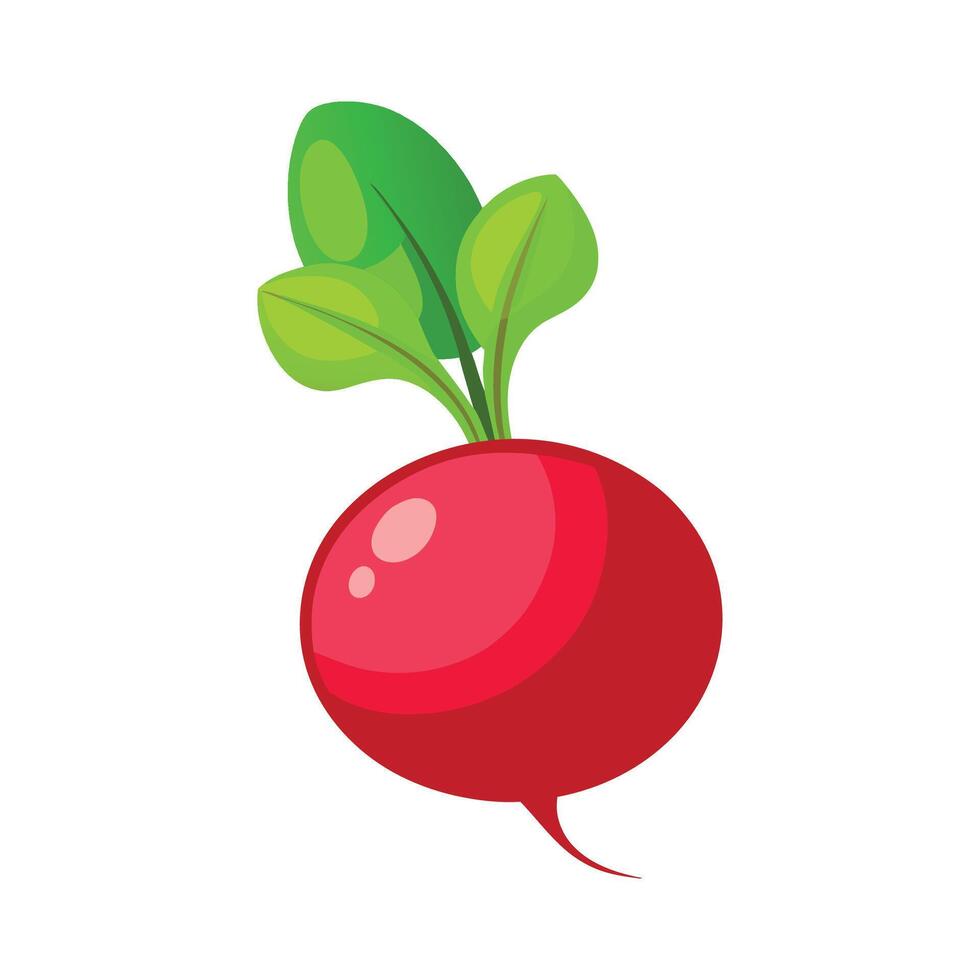 Stylish Radish with Bright Red Skin vector