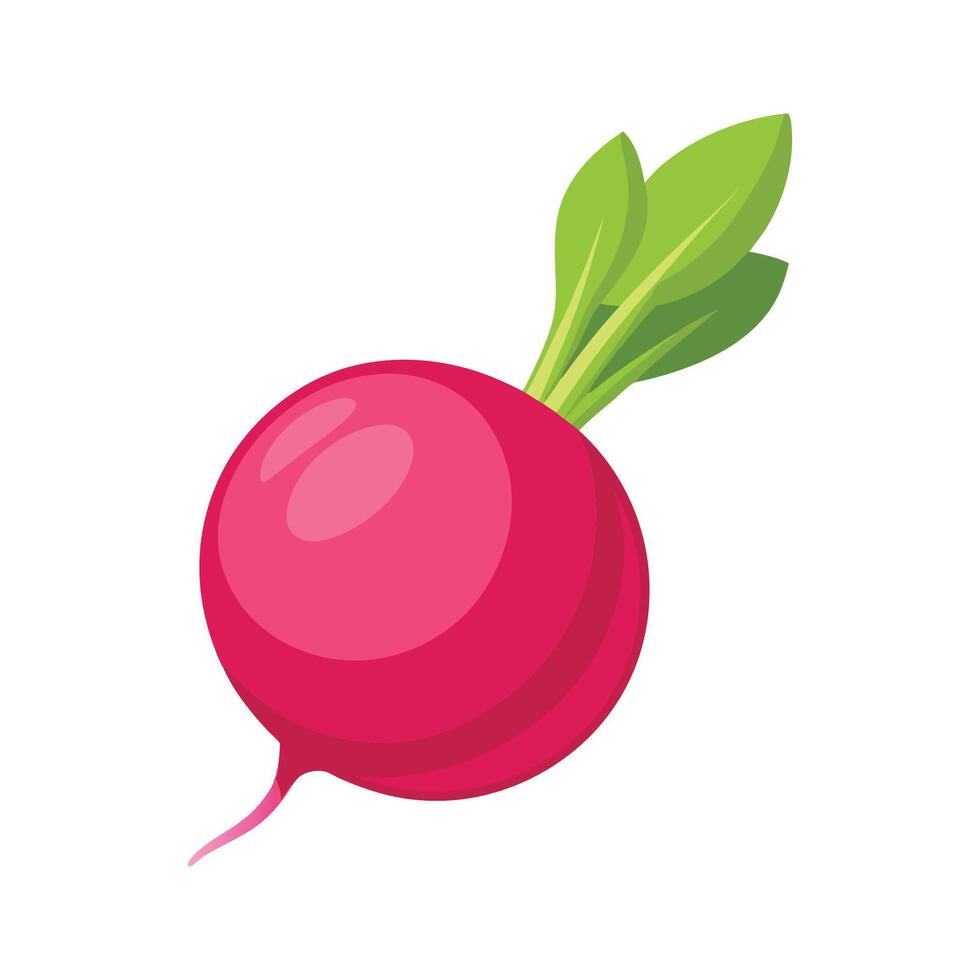 Stylish Radish with Pinkish Red Skin vector