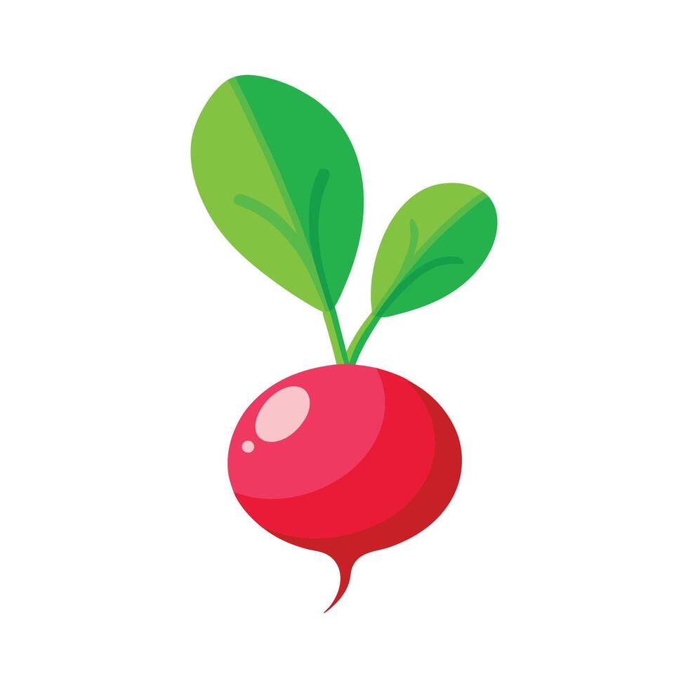 Radish with White Tip and Red Body vector