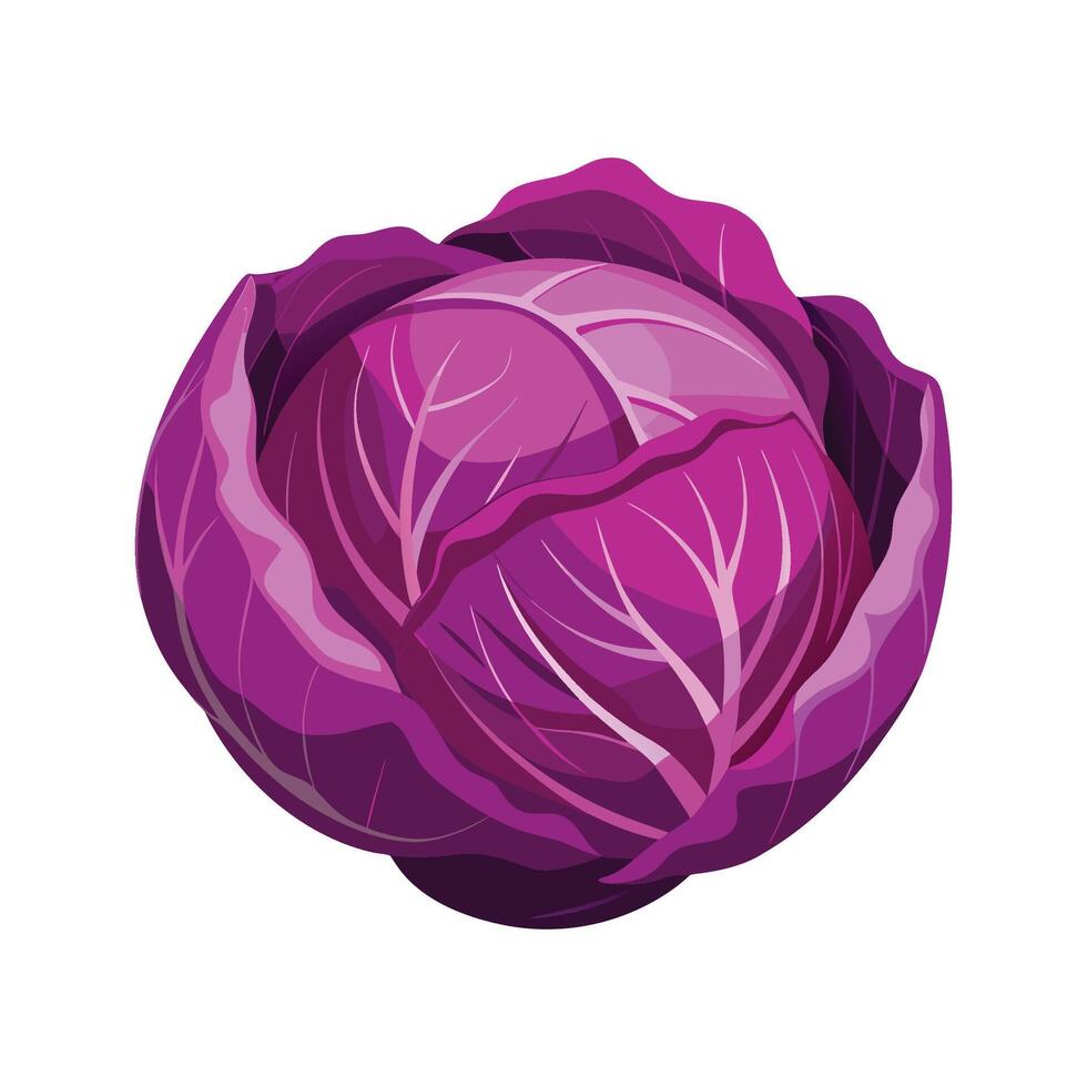 Stylish Round Red Cabbage with Layered Leaves vector
