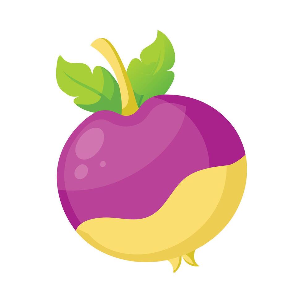 Stylish Rutabaga with Purple and Yellow Skin vector