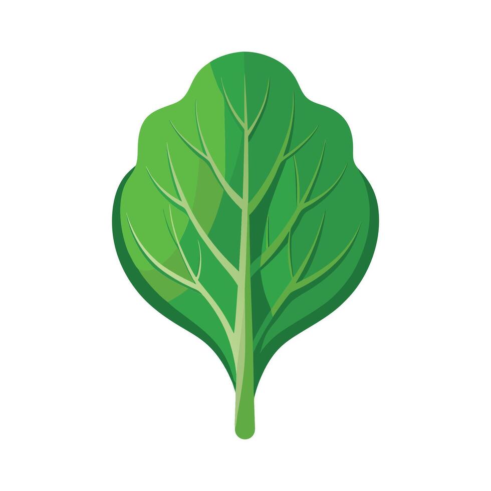 Single Spinach Leaf with Smooth Contours vector