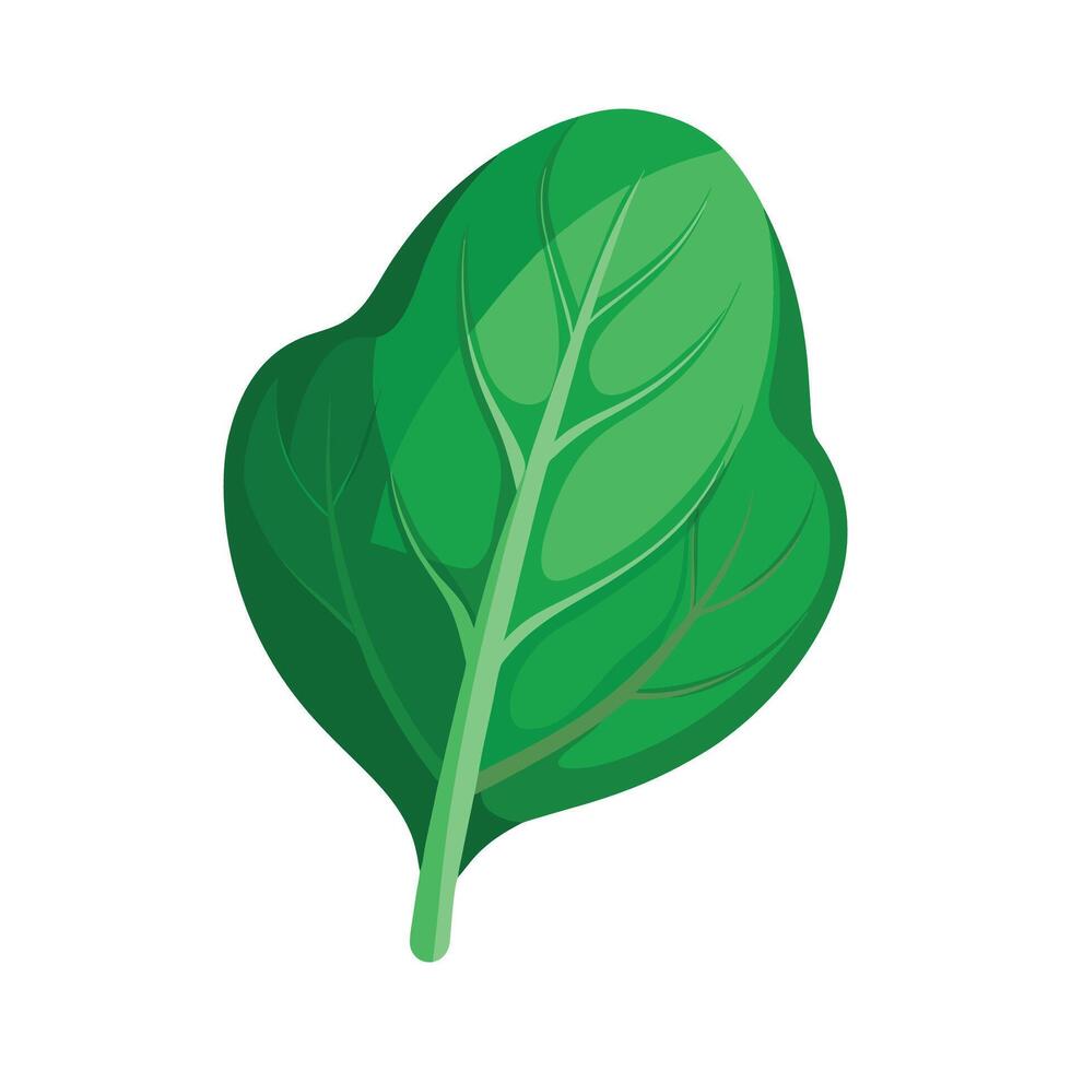 Stylish Spinach Leaf with Curved Edges vector