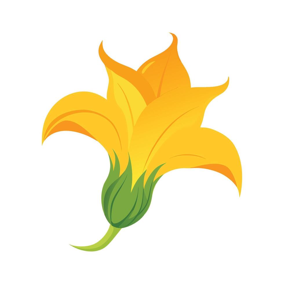 Elegant Squash Blossom with Yellow Petals vector