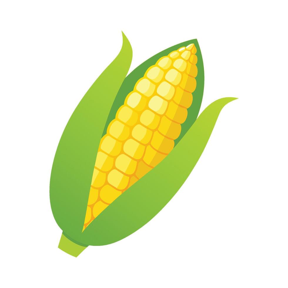 Sweet Corn Cob with Yellow Kernels Illustration vector