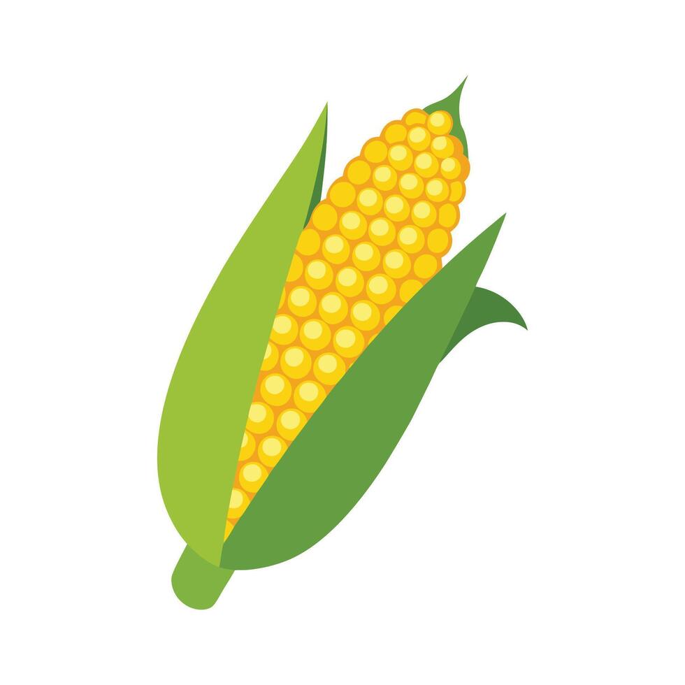Artistic Sweet Corn on the Cob with Yellow Kernels vector