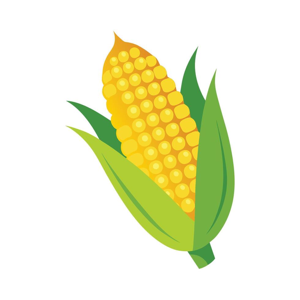 Stylish Sweet Corn on the Cob with Yellow Kernels vector