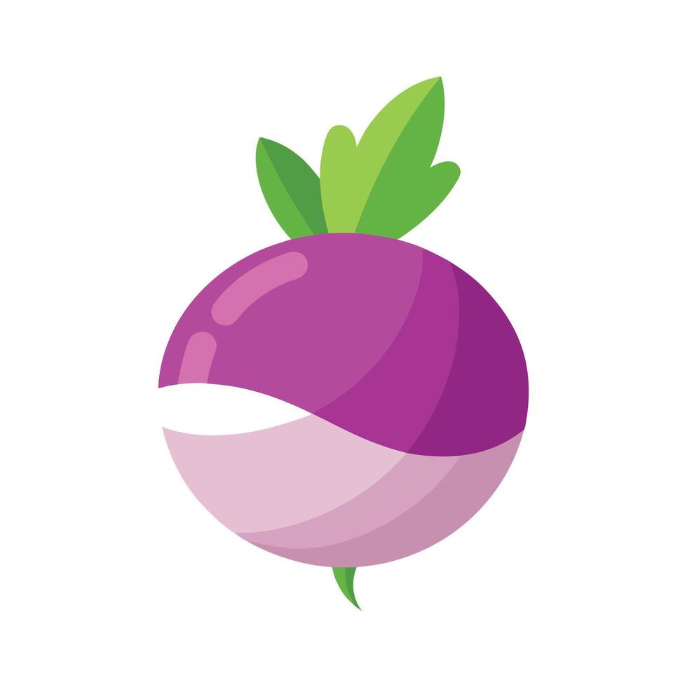 Elegant Round Turnip with White and Purple Skin vector