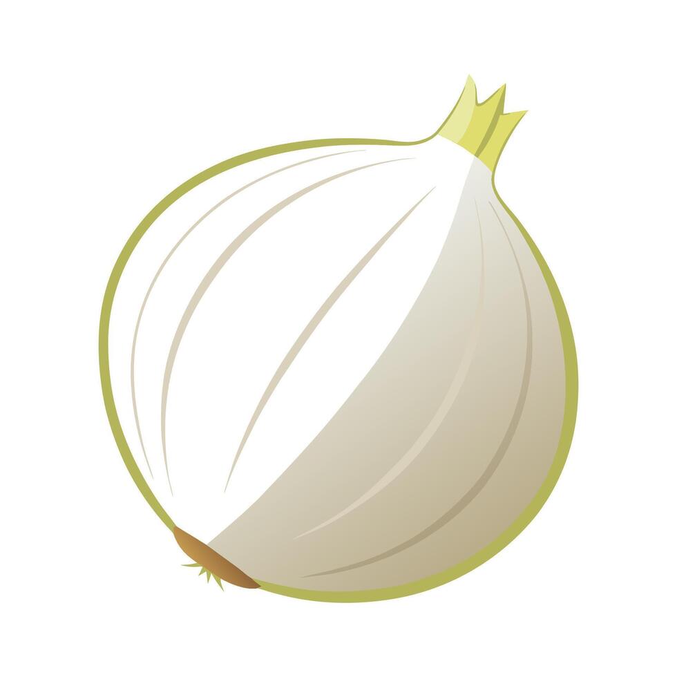 Artistic White Onion with Subtle Rings vector