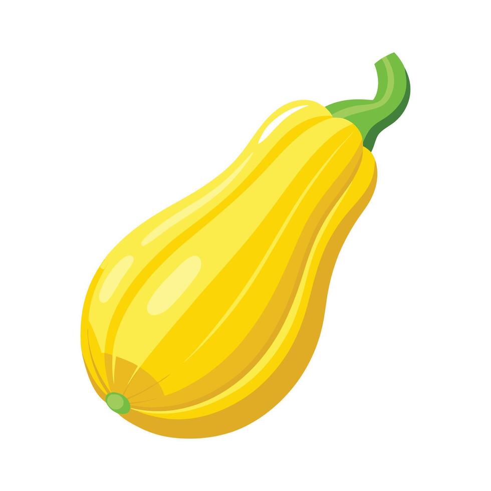 Single Yellow Squash with Curved Shape vector