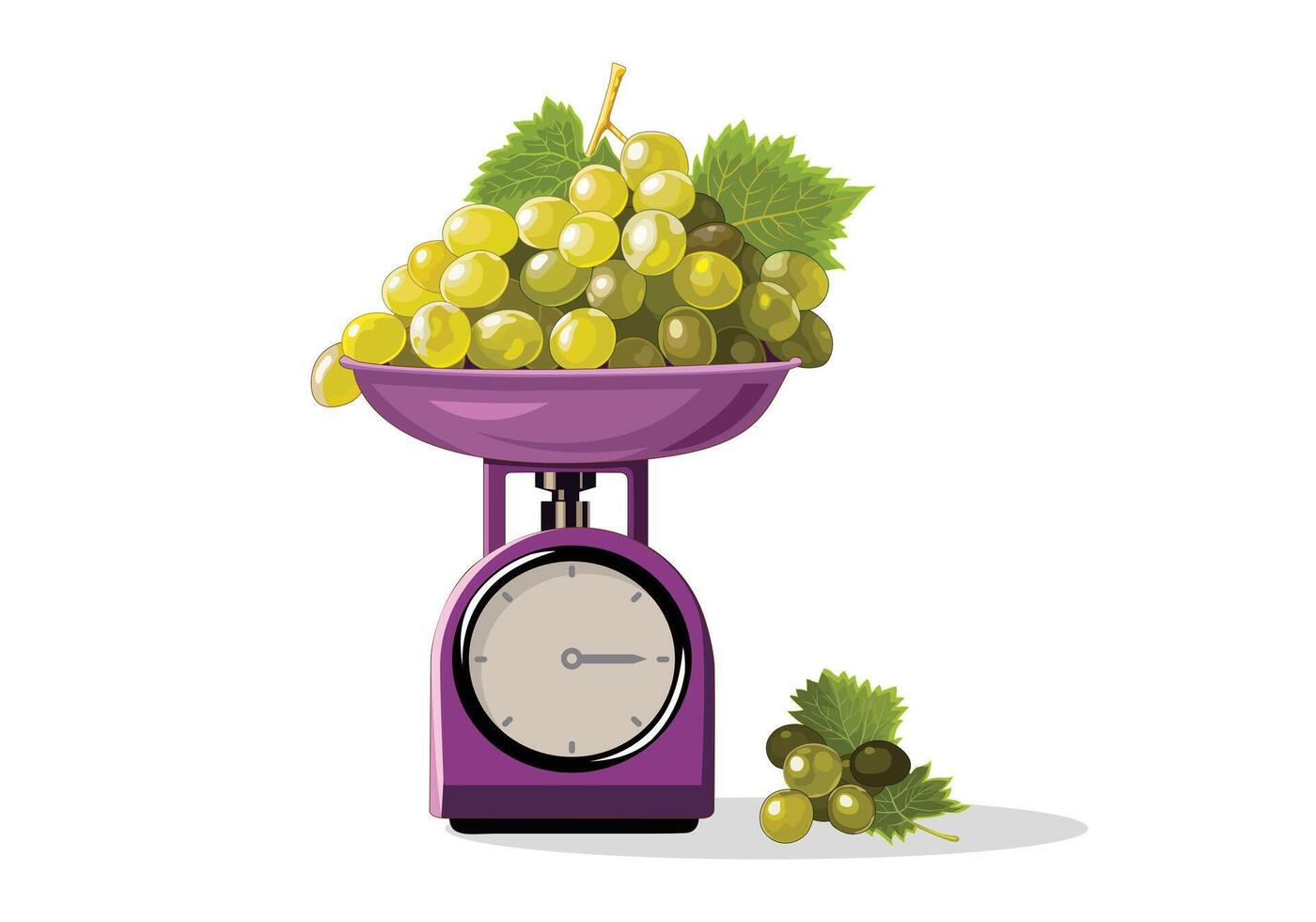 Bunches of Green Grapes on Scale, isolated object on white. vector
