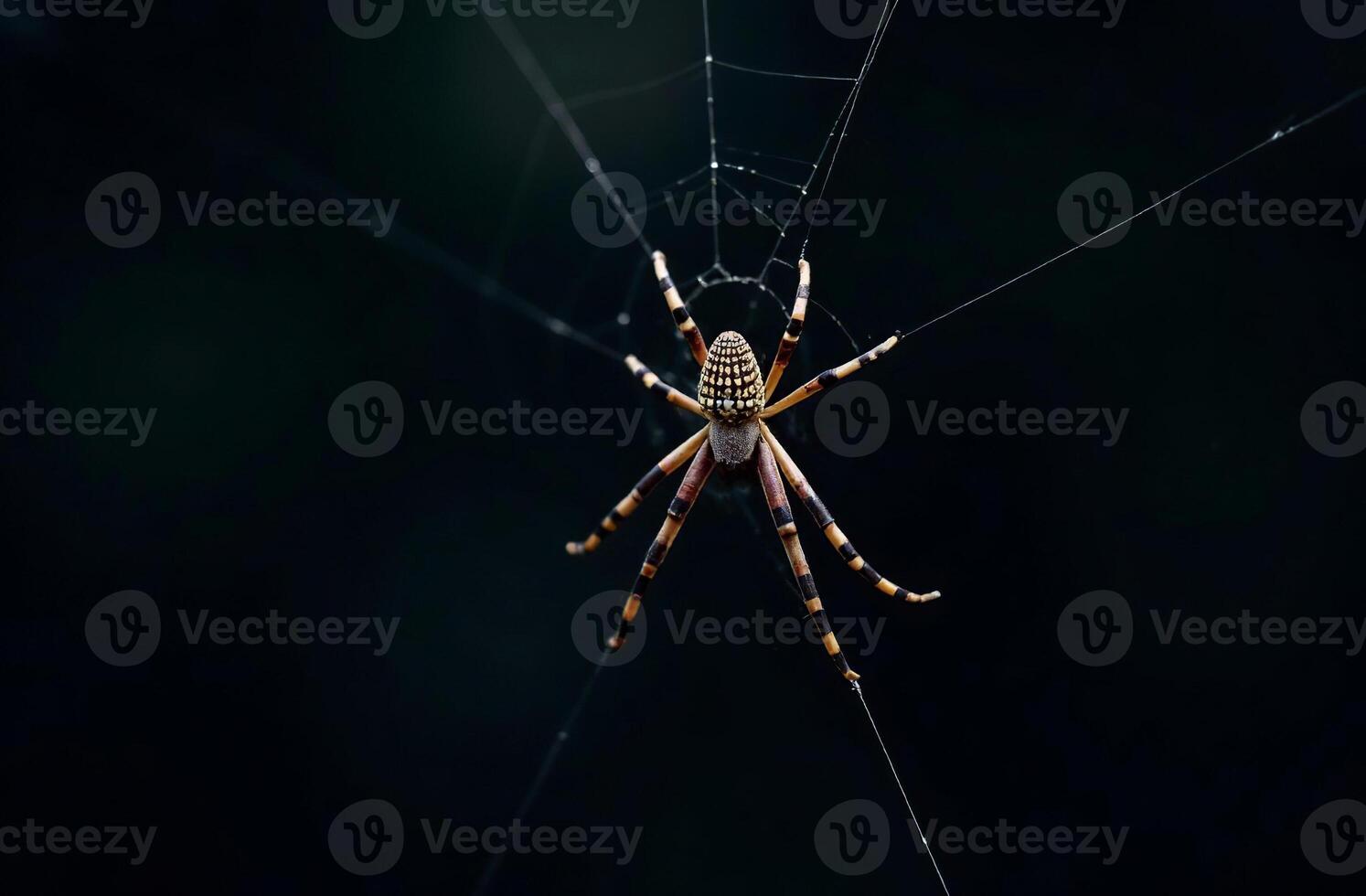 Predatory spider sits web and waits scary for victim black background photo