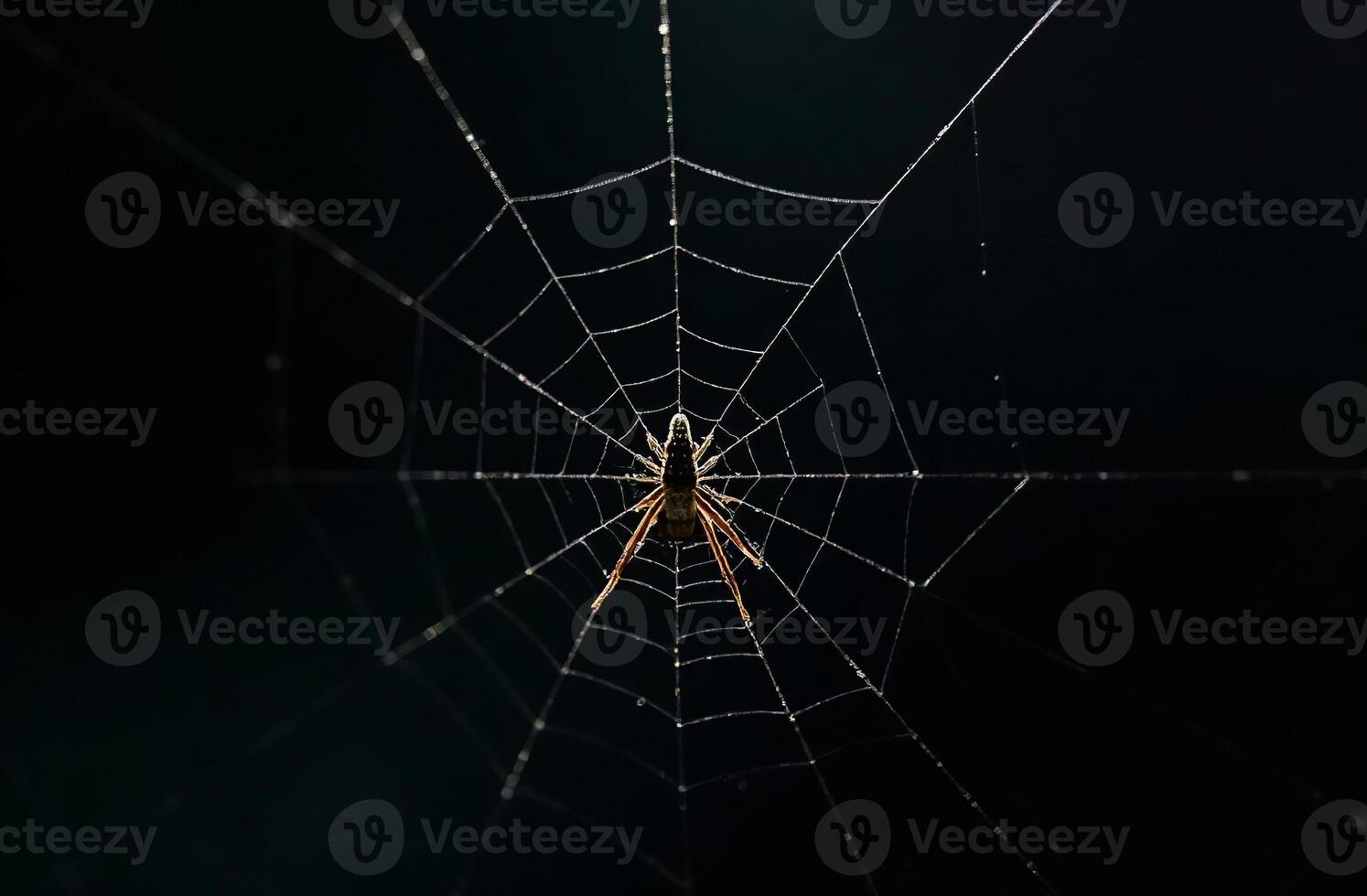 Predatory spider sits web scary and waits for victim black background photo