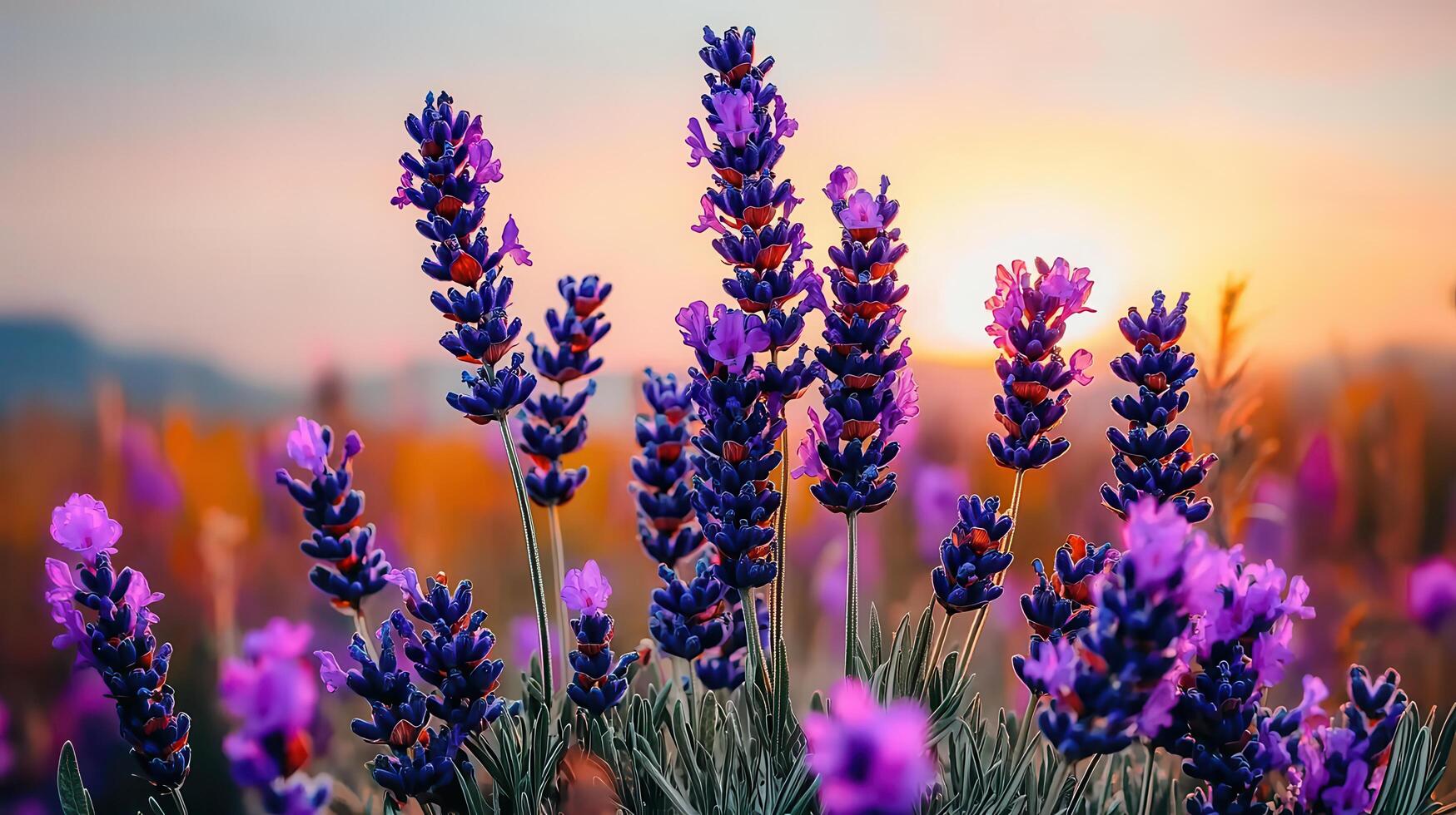 Vibrant Lavender Field at Sunset Stunning Purple Flowers in a Scenic Landscape photo