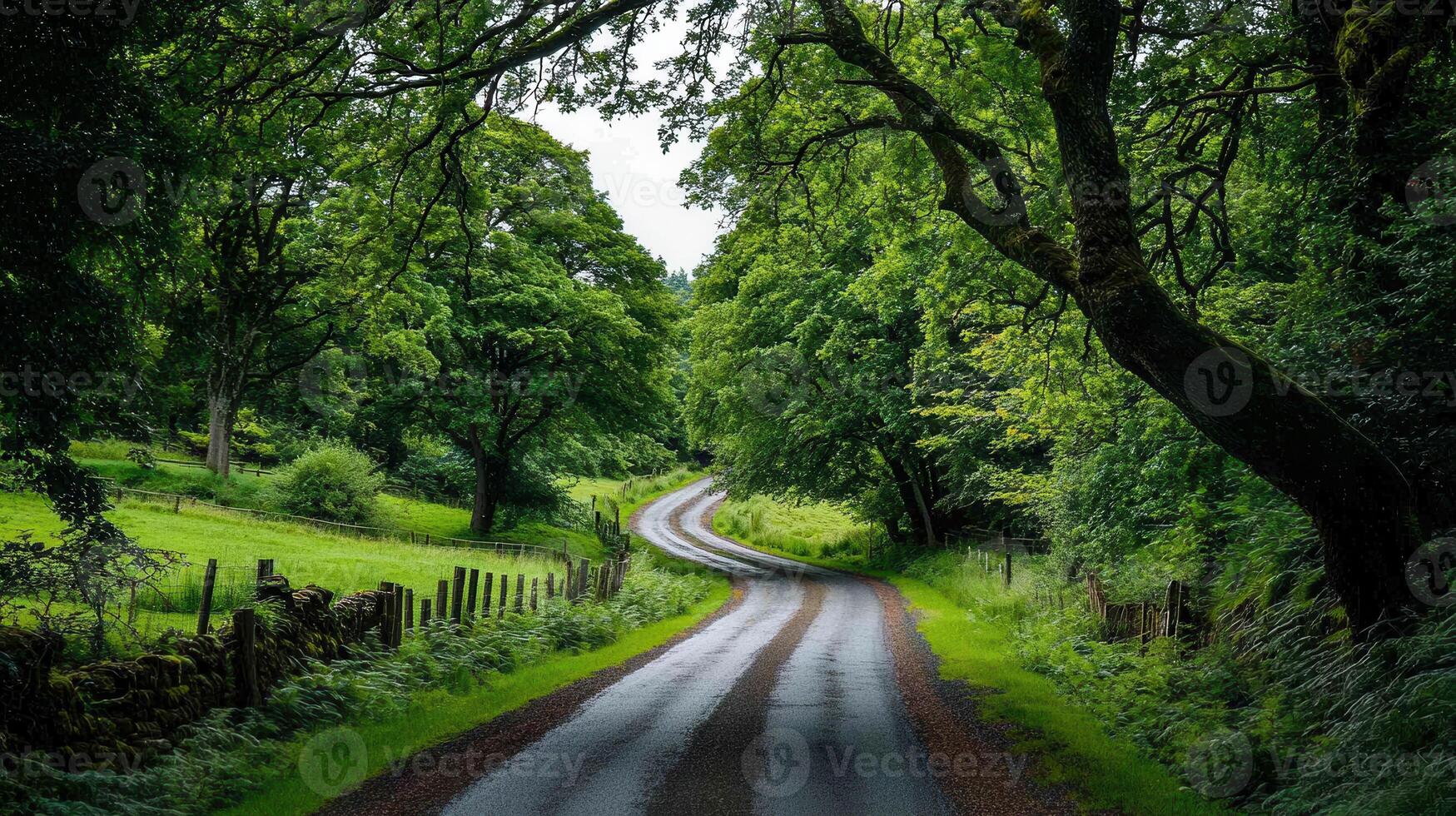 Serene Winding Country Road Through Lush Green Summer Forest Landscape photo