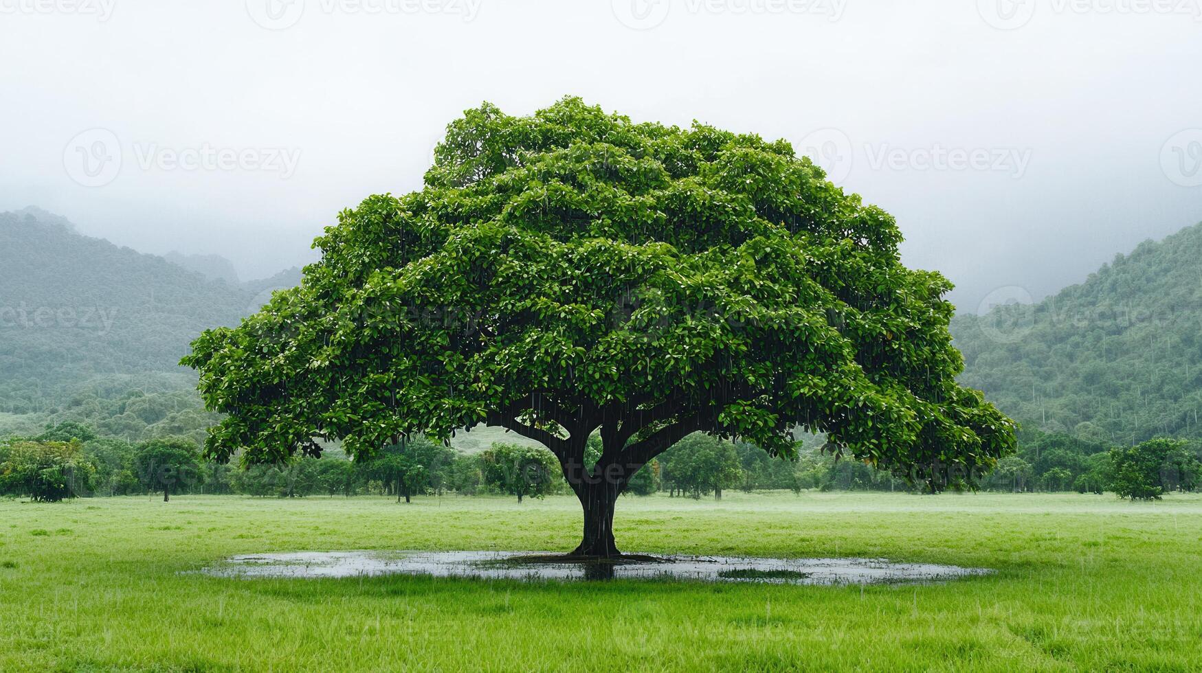 Majestic Tree in Lush Green Meadow During Rain Scenic Landscape Photography photo