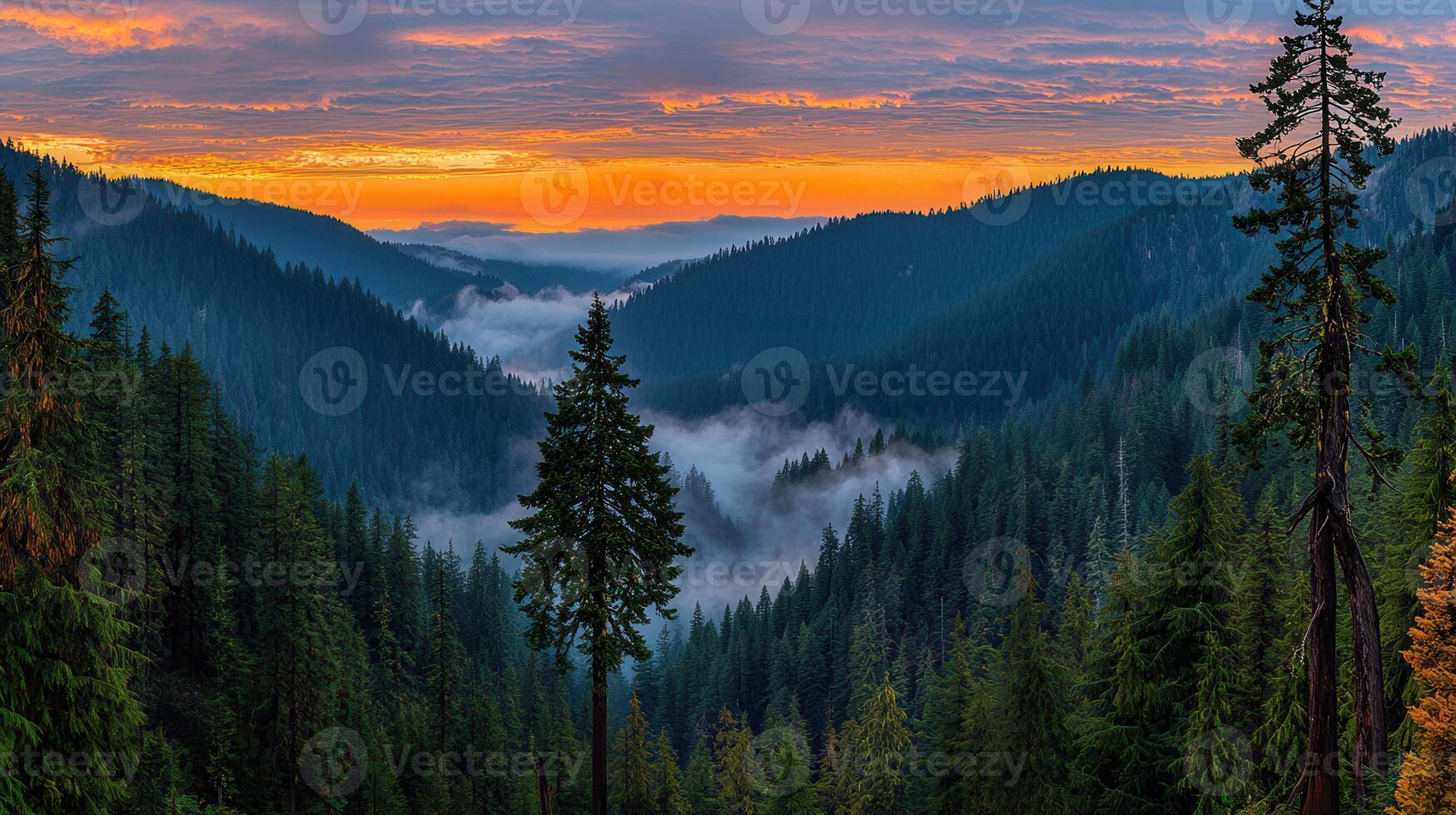 Majestic Sunset Over Foggy Mountain Valley Evergreen Forest Landscape photo