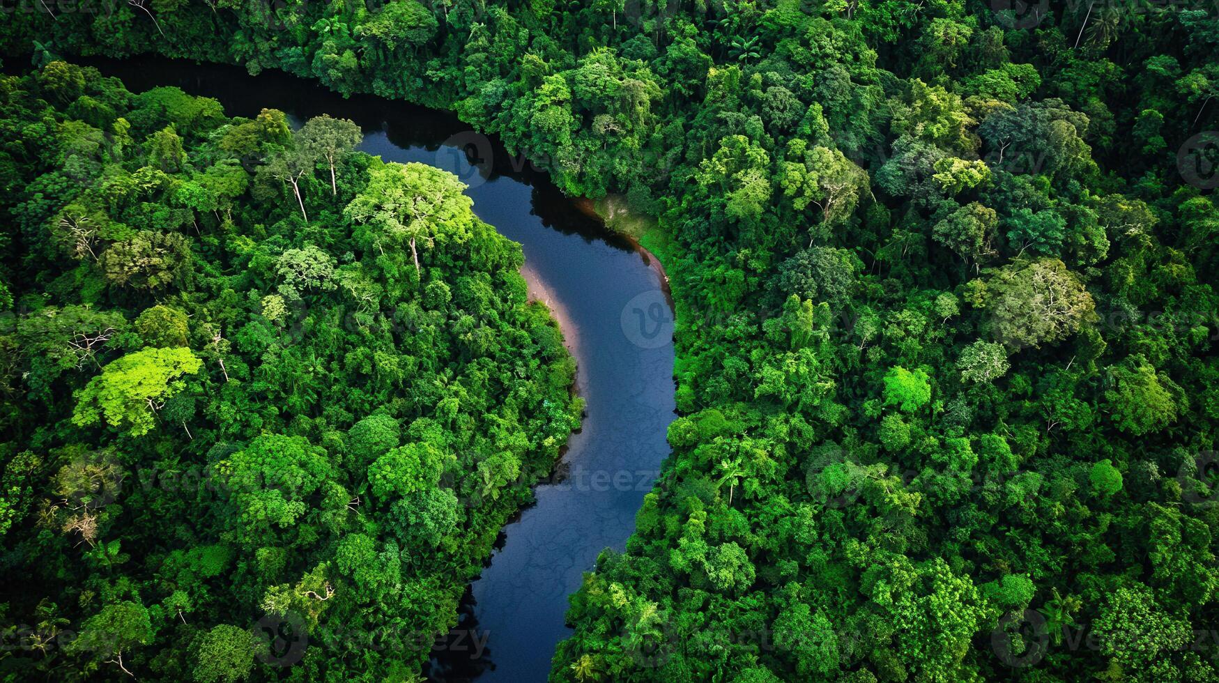 Lush Green Rainforest Canopy with Winding River Aerial View photo