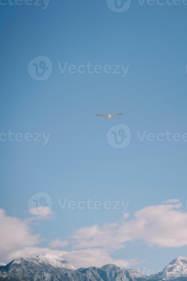 White seagull flies in the cloudy sky against the backdrop of high snow-capped mountains photo