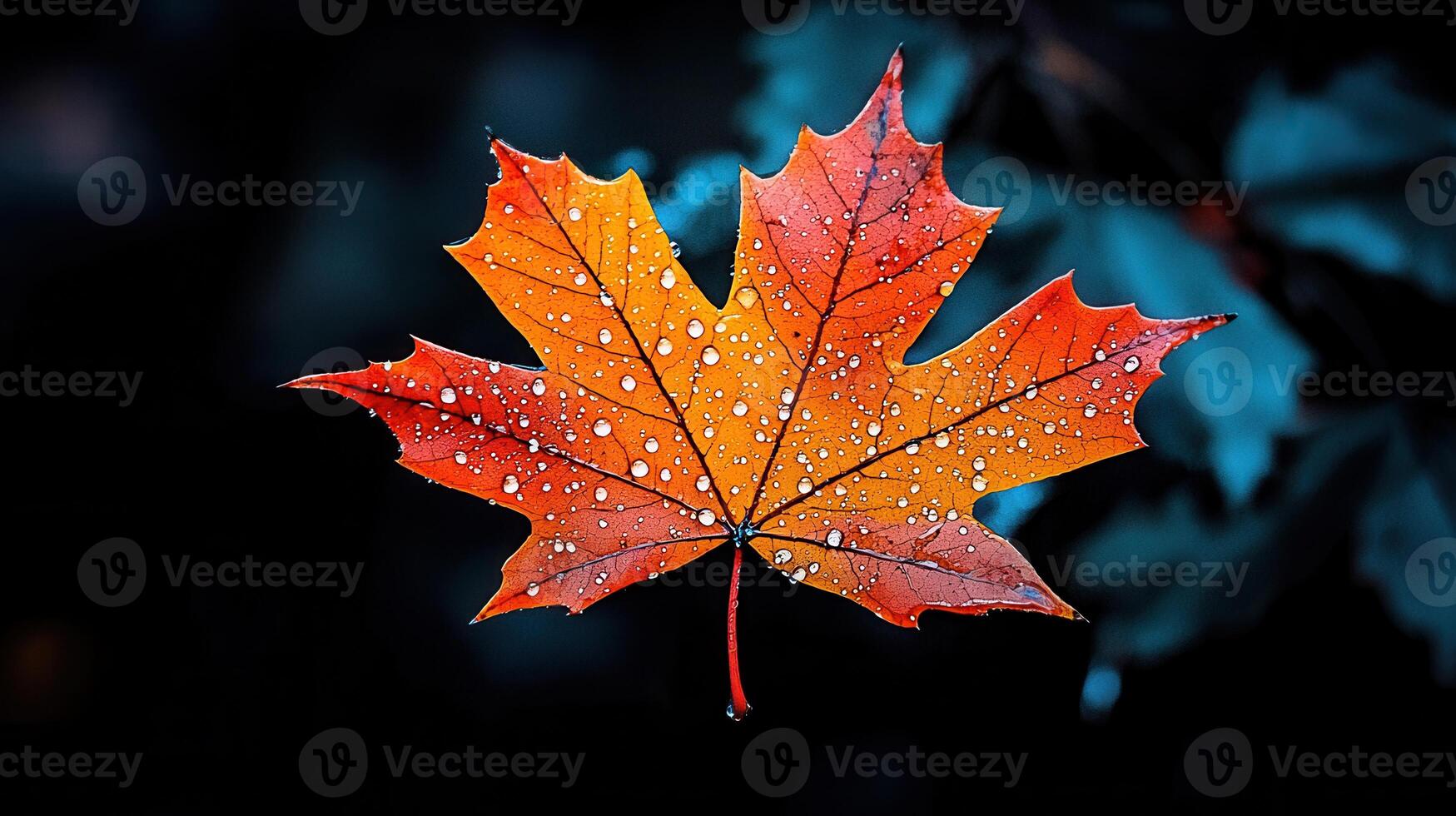 Vibrant Autumn Maple Leaf with Dew Drops Close Up Nature Photography photo