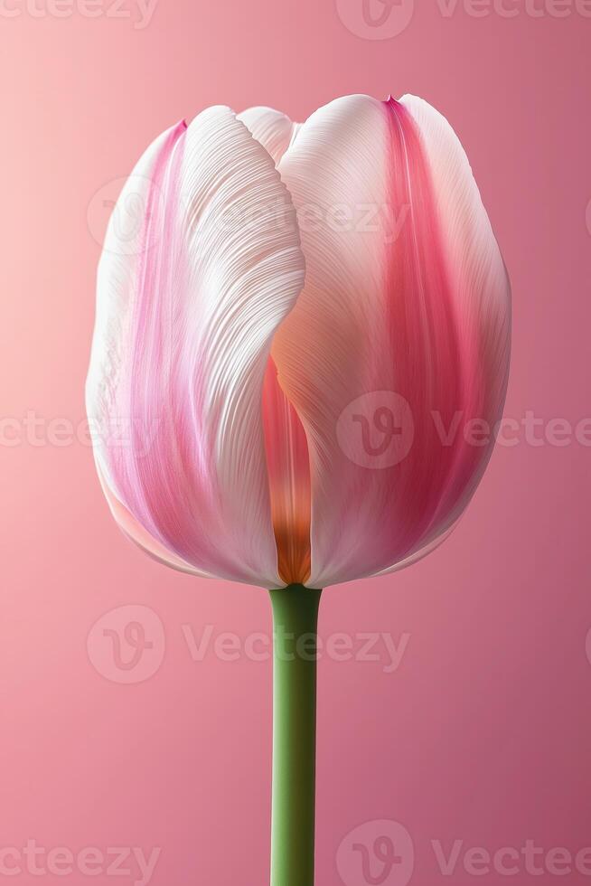 Close-up of a delicate pink and white tulip flower against a soft pink background photo