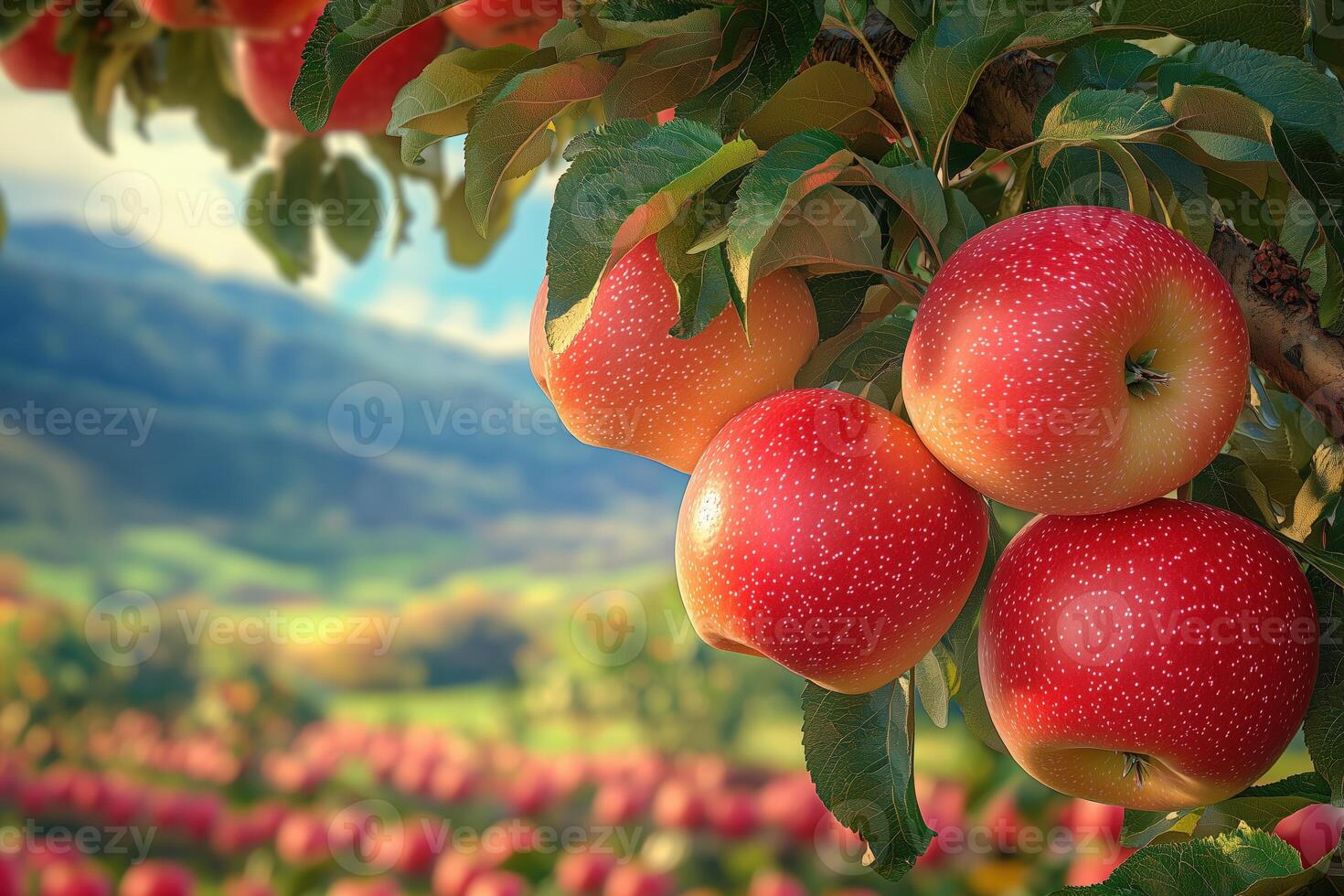 Fresh red apples hanging on a tree branch in an orchard with a scenic mountain view photo