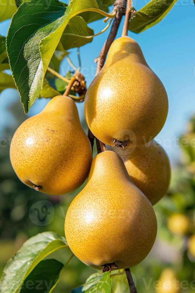 Close-up of ripe golden pears hanging from tree branch in bright daylight photo