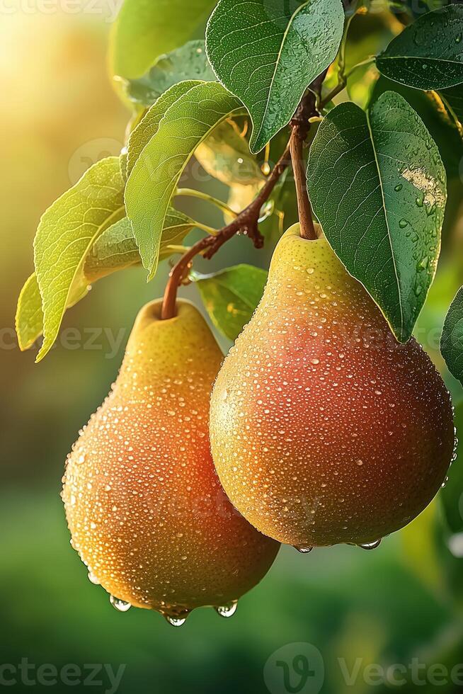Close-up of ripe pears with dew drops hanging on a tree branch in soft sunlight photo