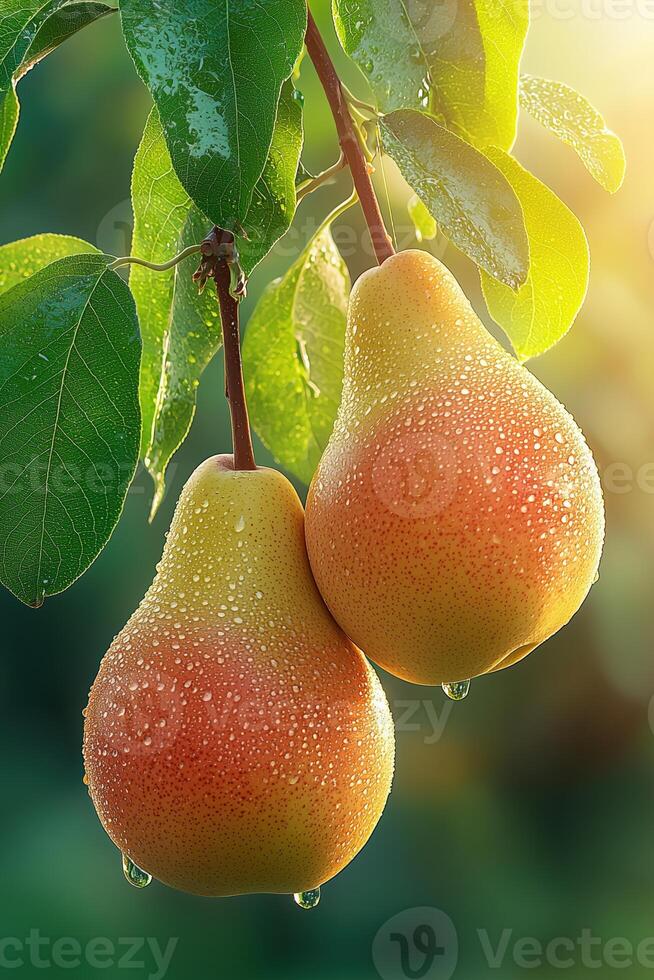 Fresh juicy pears with water droplets hanging from tree branch in soft morning light photo