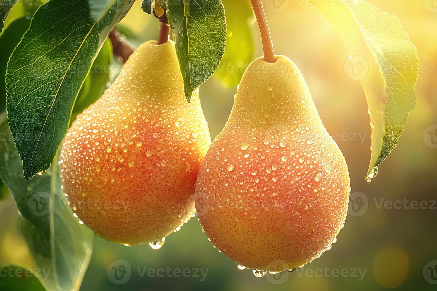 Fresh pears with water droplets on a tree branch illuminated by sunlight photo