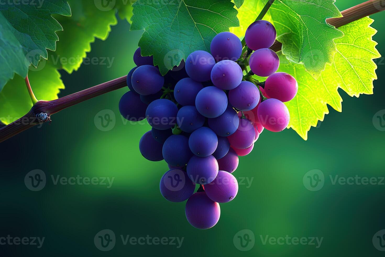 Freshly picked grapes hanging from a vine with vibrant green leaves in the background photo