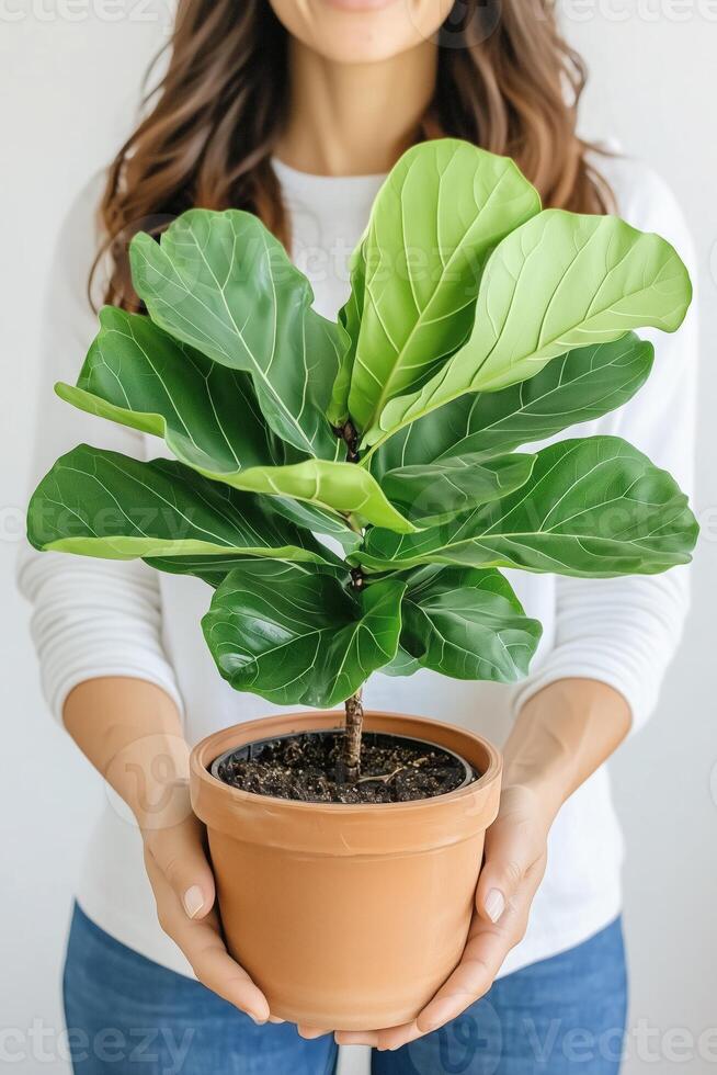 Person holding a fiddle leaf fig plant in a clay pot with green leaves photo