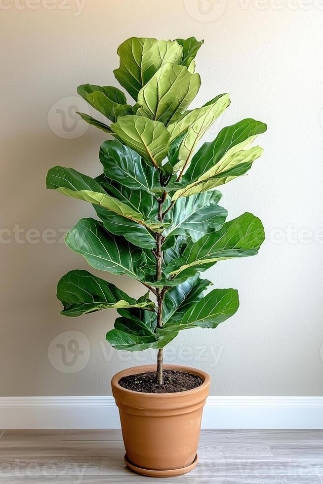 Potted fiddle leaf fig tree with glossy green leaves indoors photo