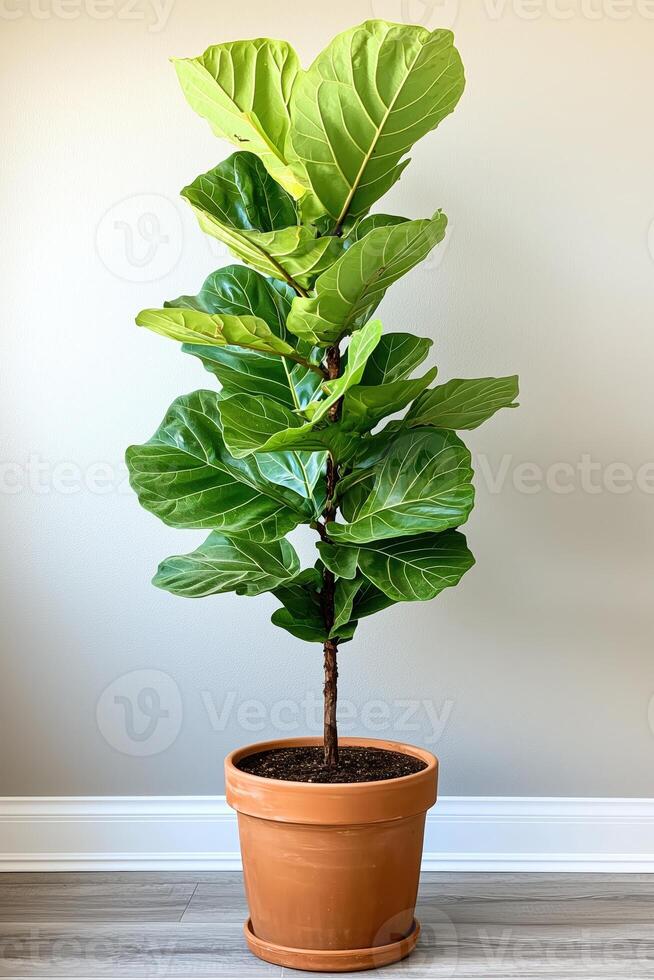 Fiddle leaf fig plant in a decorative pot on a plain wall background photo