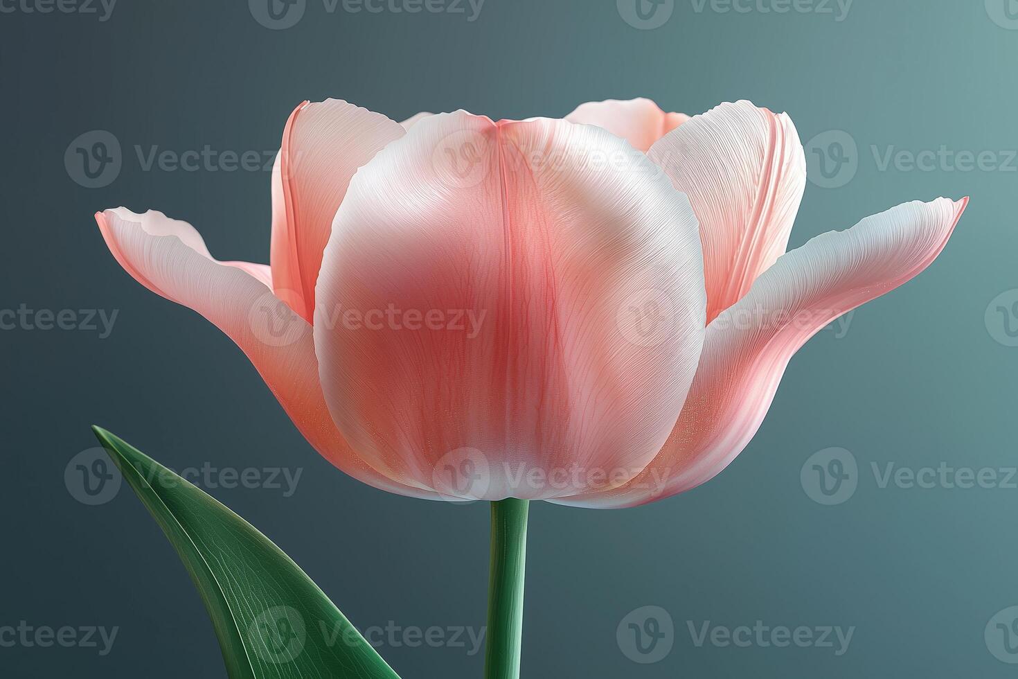 Close-up of a pink tulip flower with soft petals and green stem photo