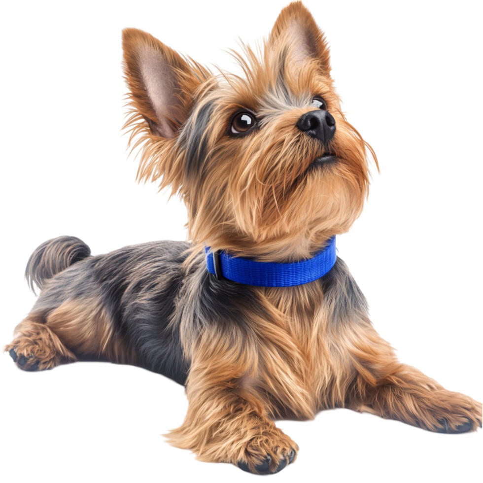 Cute Yorkshire Terrier puppy wearing a blue collar png