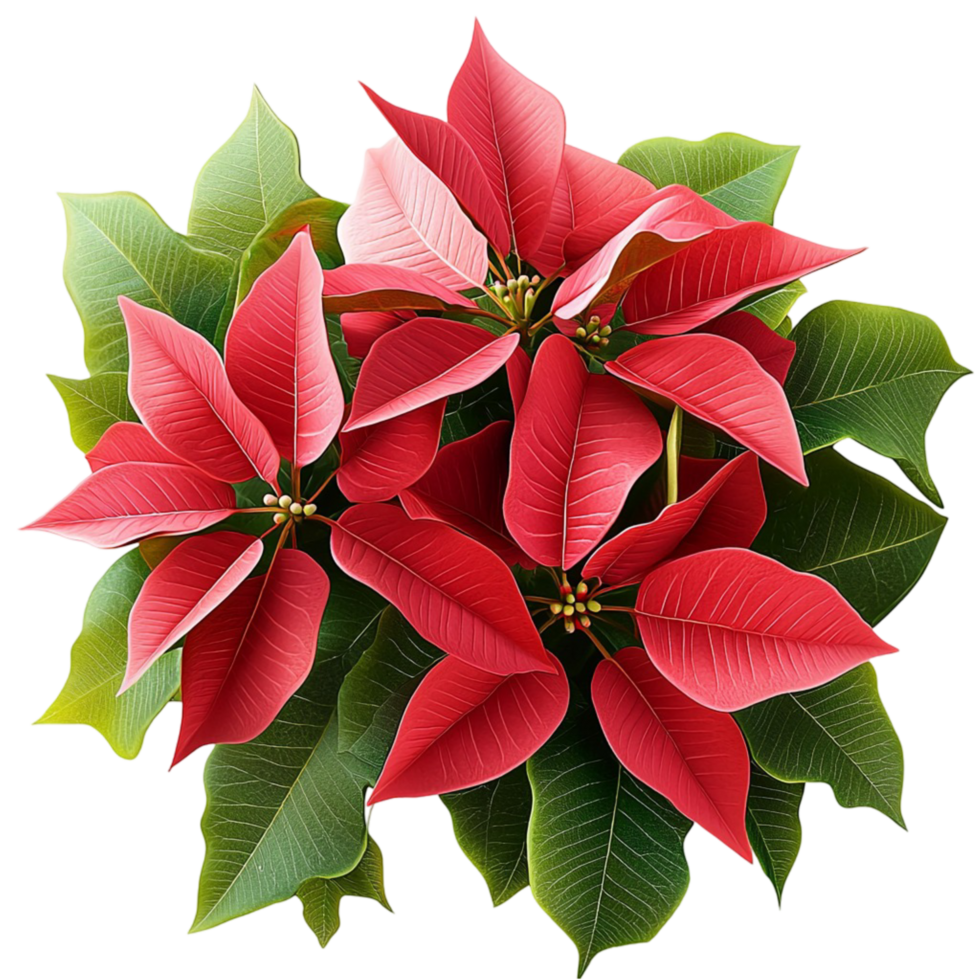 Vibrant red poinsettia plant with lush green leaves png