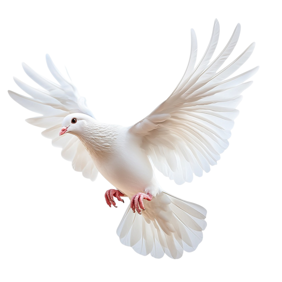 Graceful white dove in mid flight with its wings fully extended png