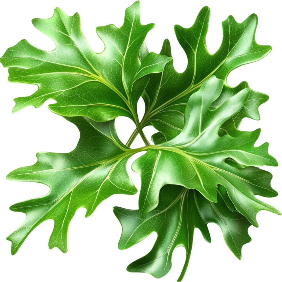 parsley leaves with green color and detailed veins png