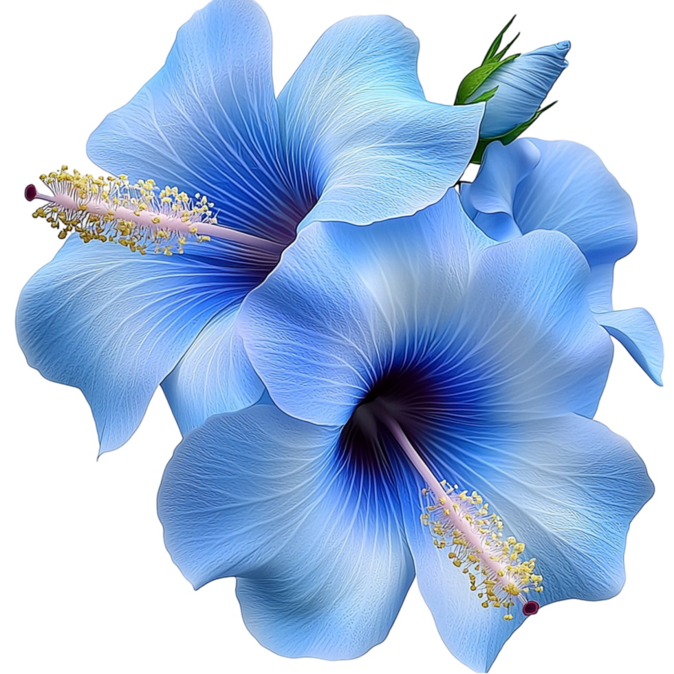 Vibrant blue hibiscus flowers blooming in full beauty png