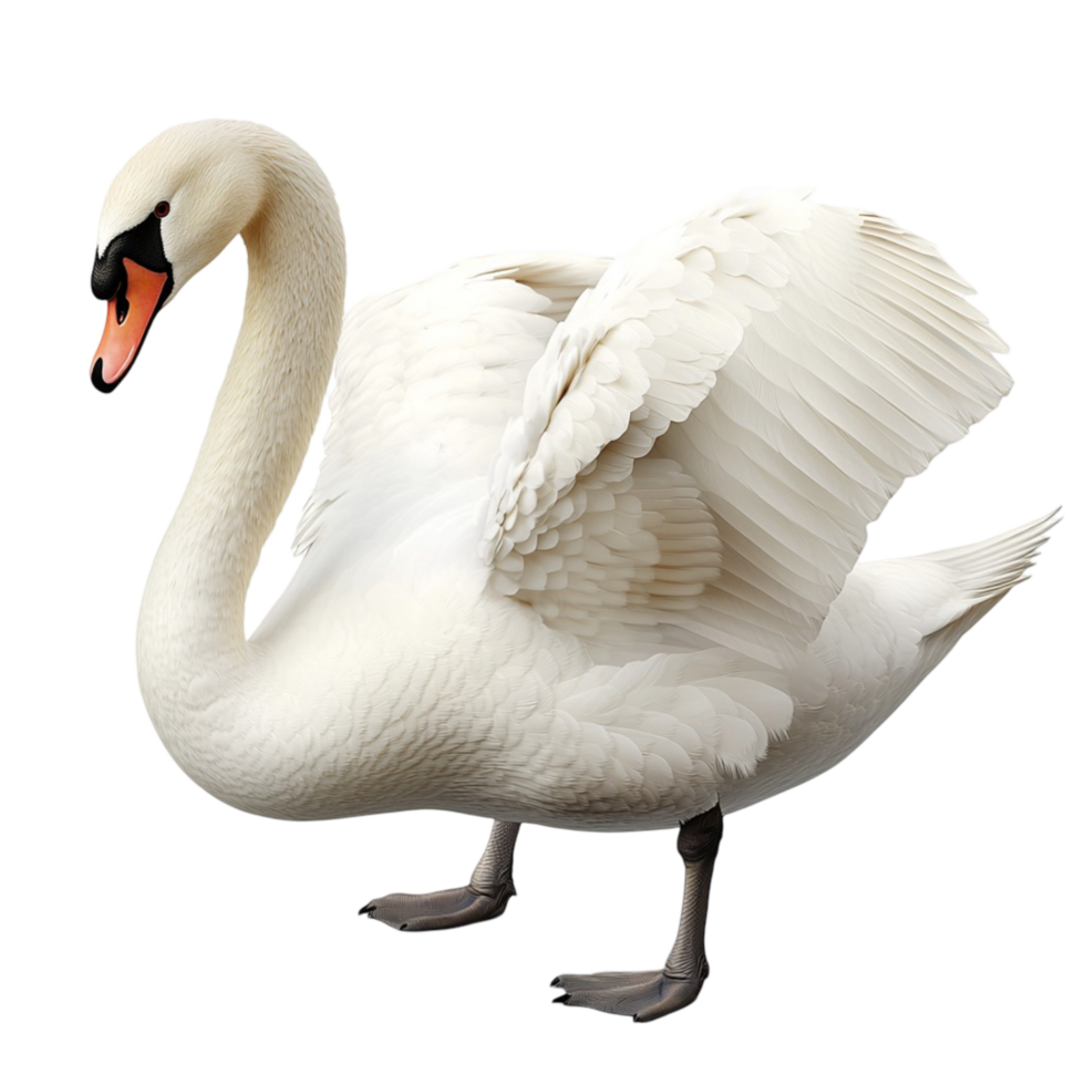 Graceful white swan standing with wings slightly spread png