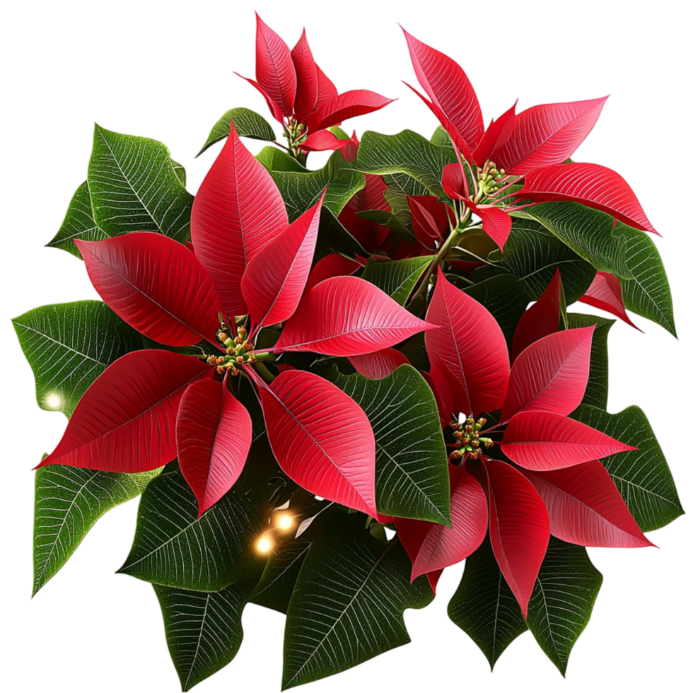 Red poinsettia plant with green leaves and festive flowers png