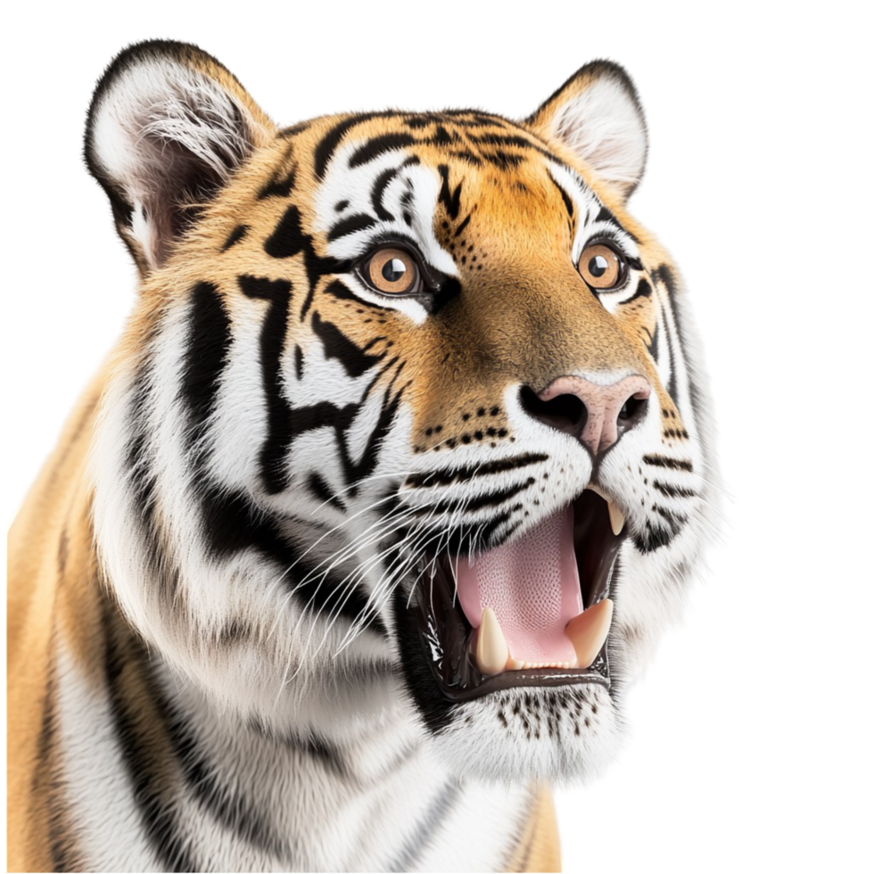 Powerful tiger roaring with sharp teeth and black stripes visible png