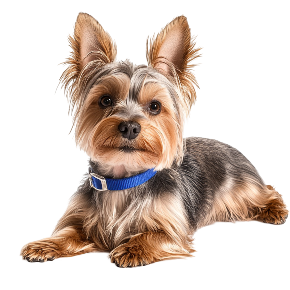 Small Yorkshire Terrier with a shiny coat and a blue collar png