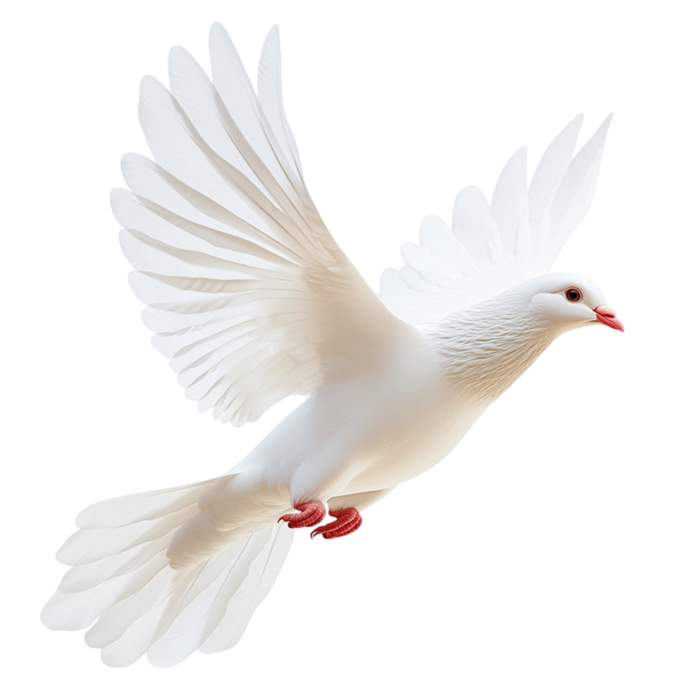 Pure white dove soaring gracefully with its feathers fully extended png