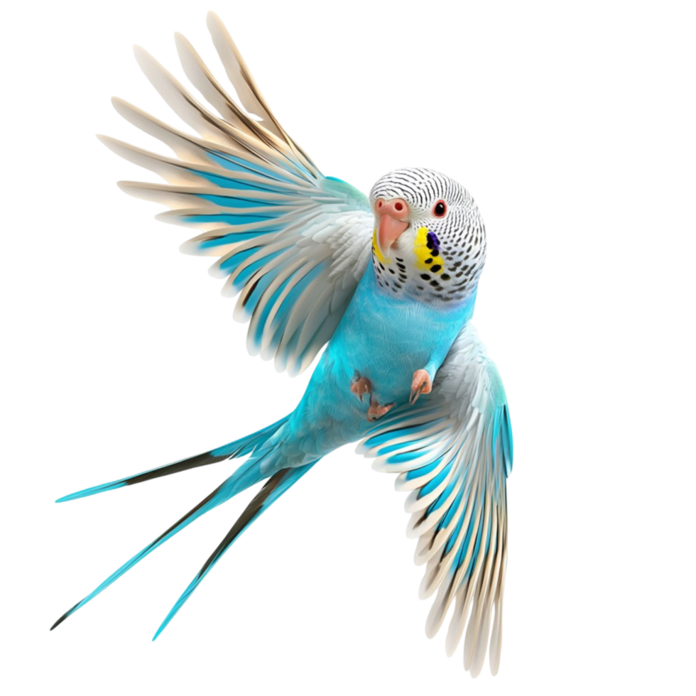 Vibrant blue parrot in mid flight with its wings spread wide png
