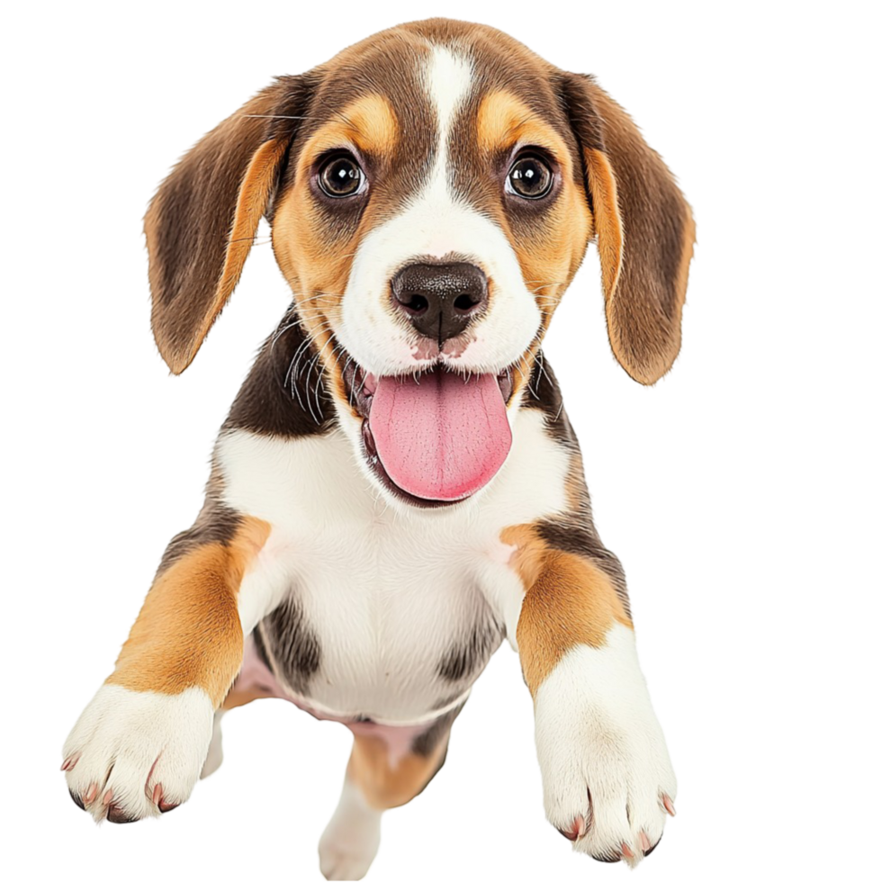 Adorable Beagle puppy with floppy ears and a playful tongue out expression png